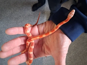 Kornnattern aus 09 2025