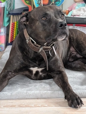 Mischling sucht neues zuhause 