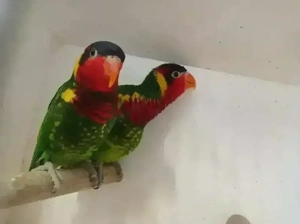 Lori paar Von 2025 Bild 2