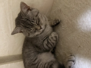 Britisch Kurzhaar Kitten