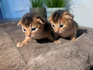  3 Abessinier Kitten Ruddy (Wildfarben) mit Stammbaum - Kitten