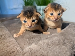  3 Abessinier Kitten Ruddy (Wildfarben) mit Stammbaum - Kitten Bild 2