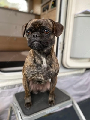 Französische Bulldogge in liebevolle Hände abzugeben