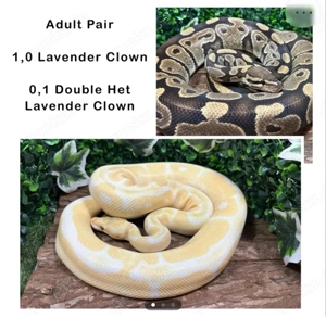 Adulte Königspython abzugeben