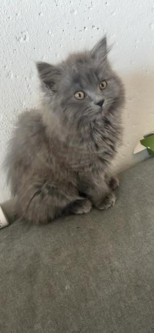 Süßer BLH Kater in blau