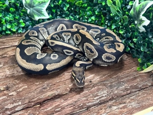 Mahogany poss het Clown 