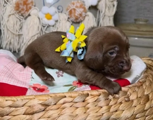 Entzückende, liebevoll im Haus aufgezogene Dackelwelpen suchen ein liebevolles Zuhause.