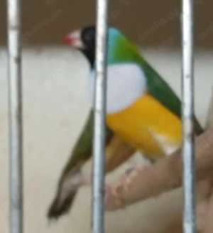 Verkaufe Gouldamadinen 