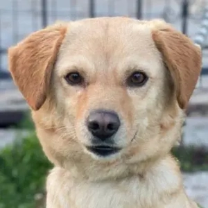   Flora, geb. ca. 03 2024, lebt in GRIECHENLAND, im städt. Tierheim Serres 