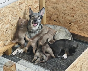 Marxdorfer Wolfshunde