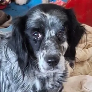 Mortica, geb. ca. 03 2023, lebt in GRIECHENLAND, auf einer privaten Pflegestelle 