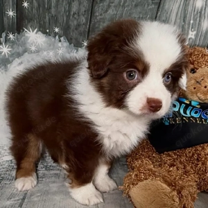 Cockapoo-Welpen, Rüden und Hündinnen, aus liebevoller Aufzucht, abzugeben. Sie sind verspielt, neugi