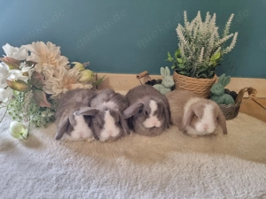 Minilop   Zwergwidder