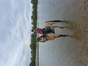 Connemarapony Gartan sucht Reitbeteiligung Bild 9