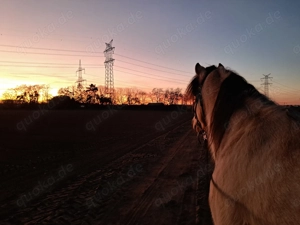 Connemarapony Gartan sucht Reitbeteiligung Bild 6