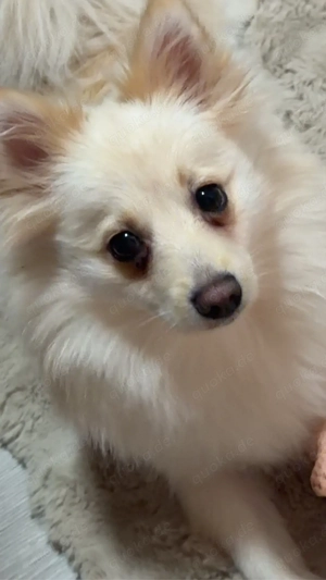 klein mittel spitz lulu 