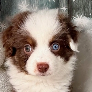 Cockapoo-Welpen, Rüden und Hündinnen, aus liebevoller Aufzucht suchen ein neues Zuhause. Sie sind ve