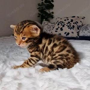 herausragende männliche und weibliche Bengalkätzchen