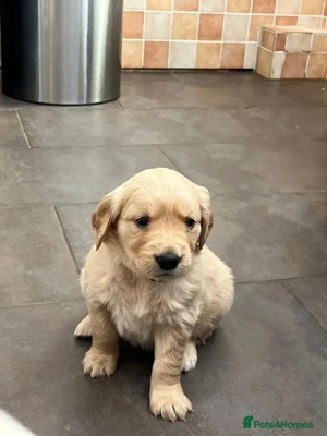 Golden Retriever Welpen   Jungen & Mädchen erhältlich