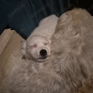 Havaneser welpe Bild 10