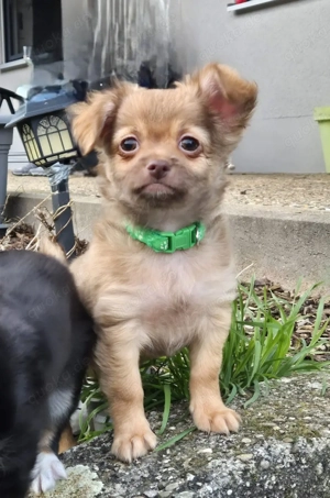 Süsser Chihuahua Langhaar Rüde Welpe 