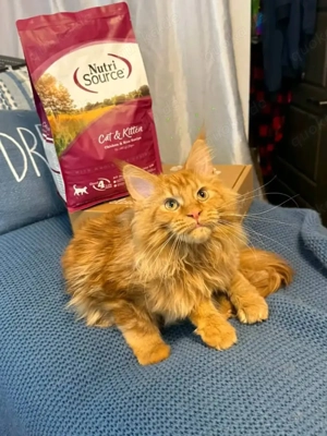 Wunderschöne Maine Coon Kitten zu verkaufen   Liebevolle und gesunde Tiere!   