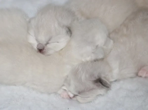 Heilige Birma Kitten