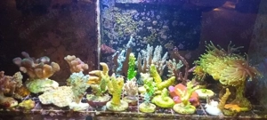 Korallen Korallenableger