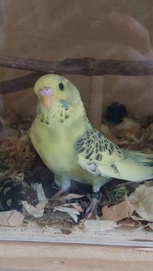 RESERVIERT Wellensittich Halbstandard 