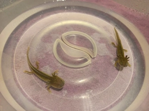 Zwei AXOLOTL Abzugeben (Dringend)