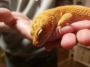 Gesucht: Großes Leopardgecko-Weibchen aus Giant- oder Super Giant-Linie