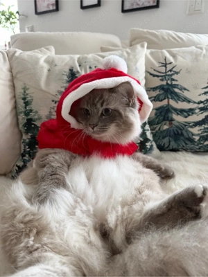 Schöner Ragdoll Deckkater  Bild 4