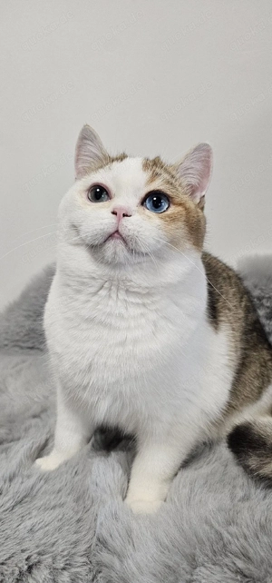 BKH Kätzchen mit Stammbaum