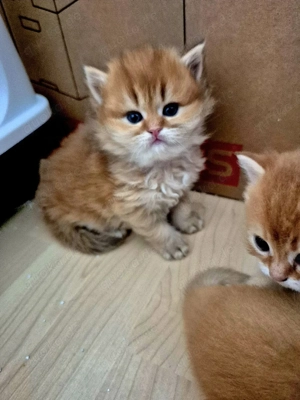 BKH BLH  Kitten Reinrassig mit Stammbaum 