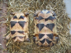  Breitrandschildkröten ---1 Männchen und 1 Weibchen von 2015----CITES