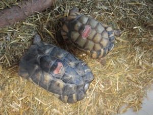  Breitrandschildkröten ---1 Männchen und 1 Weibchen von 2015----CITES