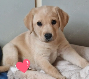 Wir suchen für unsere Welpen noch ein liebevolles zuhause 