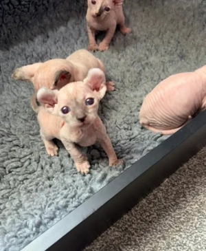 Sphynx-Kätzchen