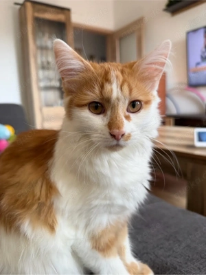 Maine-Coon Mix (8Monate)!!!!Lesen!!!!