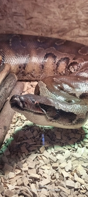 Verkauf Blutpython Breitensteini 