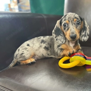 Dackelwelpen Männliche und weibliche Modelle sind jetzt erhältlich 