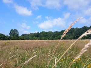 Mobile Pferdebetreuung (Urlaubsbetreuung, Krankheitsvertretung, Stallhilfe) Bild 2