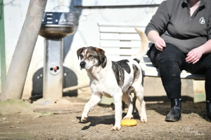 Folti, z. Zt. in Ungarn, freundlichen und höflichen Wesen begeistert er die Leute auf der Station