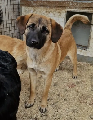 Lukretia, zzt. in Ungarn, Sie ist eine freundliche Dame und wartet eher ruhig auf ihre neue Familie