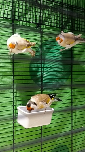 Stieglitz 3,5 aus 2025