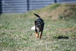  Pajti, z. Zt. in Ungarn, bin ein freundlicher Rüde mitten im Leben