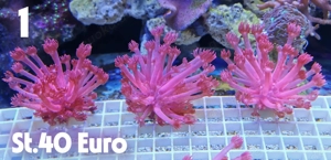 Meerwasser Korallen Ableger !!EXPRESSVERSAND!!