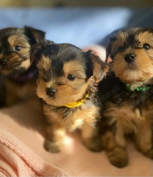 Wunderschöne Yorkshire Terrier Welpen   Mini & Standard 