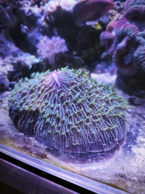 Meerwasser Aquaristik