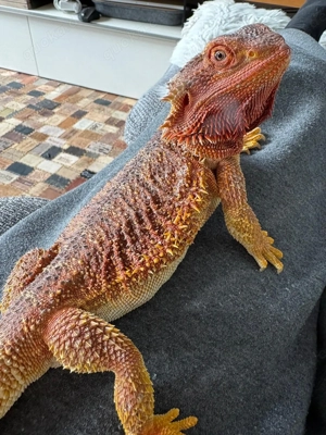 Bartagamen Paar in liebevolle Hände abzugeben